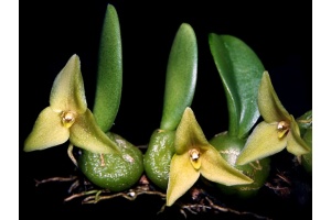 bulbophyllum oblongum currlin orchideen