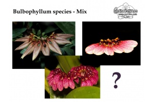 Bulbophyllum species - MIX - Currlin Orchideen