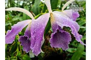 Cattleya C. G. Roebling 'Blue Indigo' - Currlin Orchideen