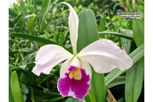 Cattleya Eximia - Currlin Orchideen