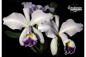 Cattleya labiata var. coerulea - Currlin Orchideen