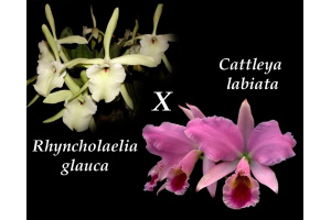Rhyncholaeliocattleya Pyrrha - Currlin Orchideen