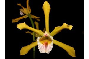 cattleya xanthina currlin orchideen