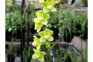 Chiloschista parishii - Currlin Orchideen