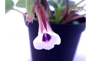 Chirita tamiana (Flowers) - Currlin Orchideen