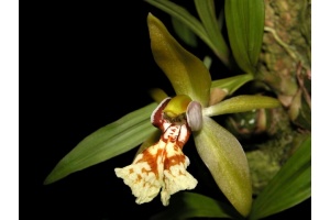 coelogyne schilleriana currlin orchideen