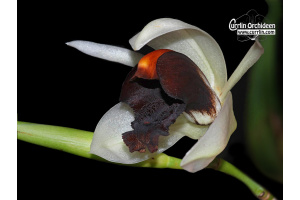 Coelogyne usitana - Currlin Orchideen