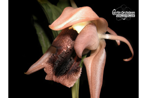 Coelogyne xyrekes - Currlin Orchideen