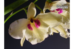 Dendrobium albosanguinum - Currlin Orchideen