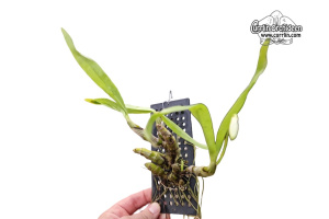 Dendrobium albosanguineum (Habitus) - Currlin Orchideen