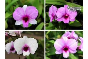 Dendrobium bigibbum Hybriden - Currlin Orchideen