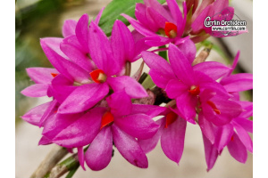 Dendrobium bracteosum 'Yuan' (Flowers) - Currlin Orchideen
