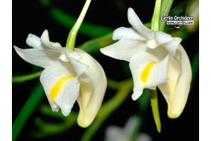 Dendrobium kentrophyllum - Currlin Orchideen