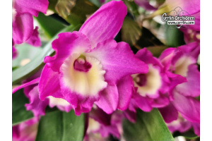 Dendrobium Purple Rain - Currlin Orchideen
