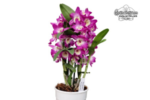 Dendrobium Purple Rain (Habitus) - Currlin Orchideen