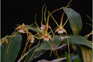 dendrobium tetragonum currlin orchideen 1737743720