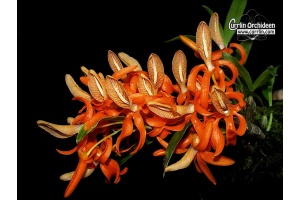 Dendrobium unicum (Flowers) - Currlin Orchideen