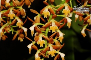 epidendrum polyanthum currlin orchideen