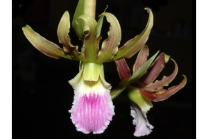 eulophia euglossa x guineensis