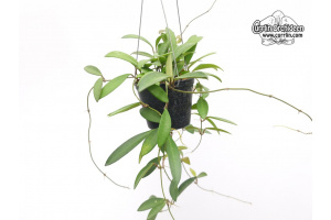 Hoya anncajanoae (Habitus) - Currlin Orchideen