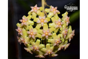 Hoya balaensis von Currlin Orchideen