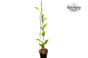 Hoya benguetensis (Habitus) - Currlin Orchideen