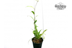 Hoya blashernaezii ssp. valmayoriana (Habitus) - Currlin Orchideen
