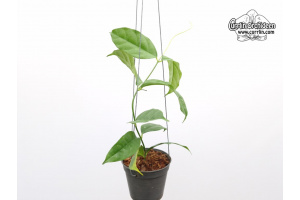 Hoya campanulata (Habitus) - Currlin Orchideen