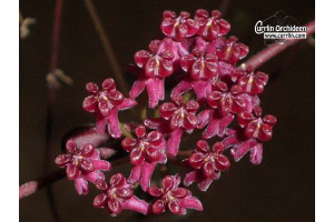 Hoya carmelae (Flowers) - Currlin Orchideen