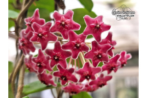 Hoya carnosa 'Red Flowers' - Currlin Orchideen