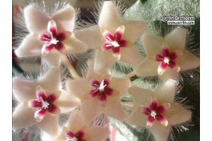 Hoya caudata 'Silver leaves' (Currlin Orchideen)