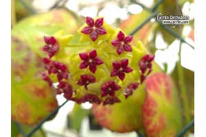 Hoya cinnamomifolia (Flowers) - Currlin Orchideen