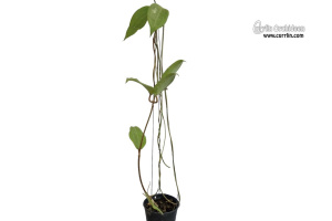 Hoya cinnamomifolia (Habitus) - Currlin Orchideen