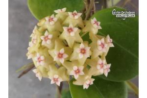 Hoya cv. BP03 (Flowers) - Currlin Orchideen