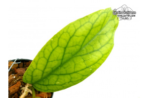Hoya cv. Golden Eye (Leaf) - Currlin Orchideen