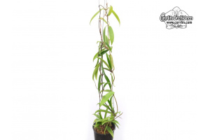 Hoya cv. Minibelle (Habitus) - Currlin Orchideen