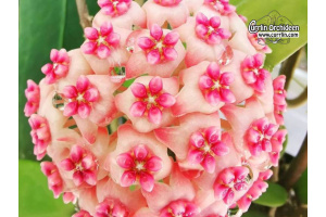 Hoya cv. Sweet Scent (Flowers) - Currlin Orchideen
