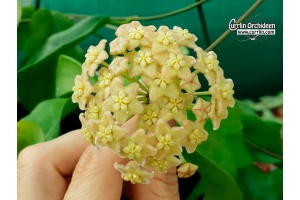Hoya dimorpha (Flowers) - Currlin Orchideen