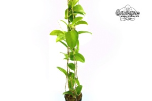 Hoya dimorpha (Habitus) - Currlin Orchideen