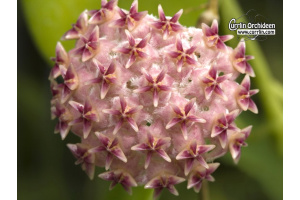 Hoya erythrostemma 'Big Pink Flowers' (Flowers) - Currlin Orchideen