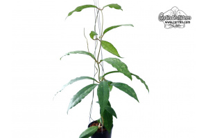Hoya finlaysonii 'Splash Leaves' (Habitus) - Currlin Orchideen