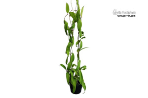 Hoya blashernaezii ssp. valmayoriana (Habitus) - Currlin Orchideen