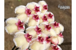 hoya_imbricata_red_corona_currlin_orchideen