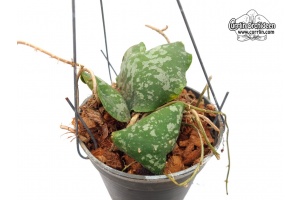 Hoya imbricata 'Red Corona' (Habitus) - Currlin Orchideen