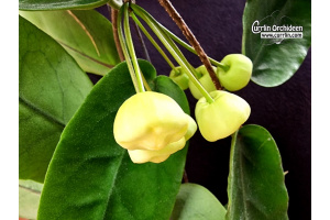 Hoya inflata (Buds) - Currlin Orchideen