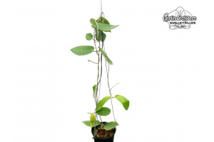 Hoya inflata (Habitus) - Currlin Orchideen
