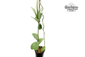 Hoya kerrii 'Splash Leaves' (Habitus) - Currlin Orchideen