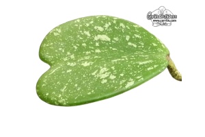 Hoya kerrii 'Splash Leaves' (Leaf) - Currlin Orchideen