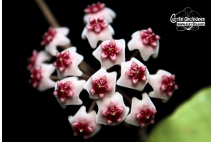 Hoya obovata 'variegata' (Currlin Orchideen)