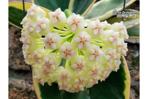 Hoya pachyclada 'albomarginata' (Flowers) - Currlin Orchideen